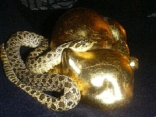 Lucas~W.Hognose