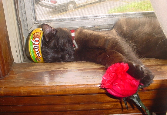 Funky cat nap