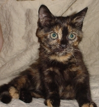 And yet another rescue....