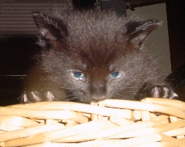 Peek-a Boo!!