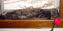 Only sleeping....