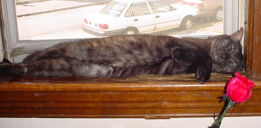 Only sleeping....