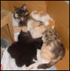 Zoey and her babies