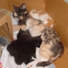Zoey and her babies