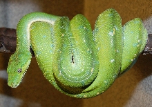 Aru 2