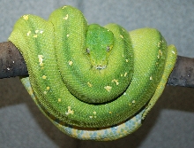 Aru 1