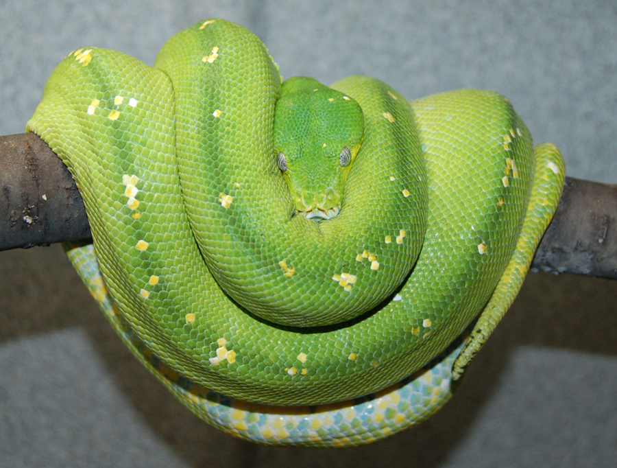 Aru 1