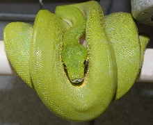 Aru 3