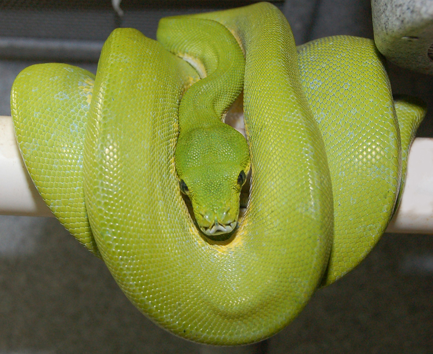 Aru 3