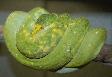 Biak 1