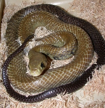 Male Blacktail