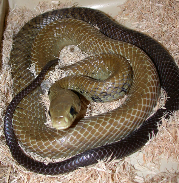 Male Blacktail