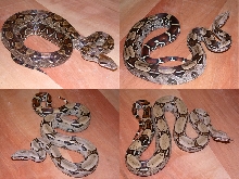 Boa Package