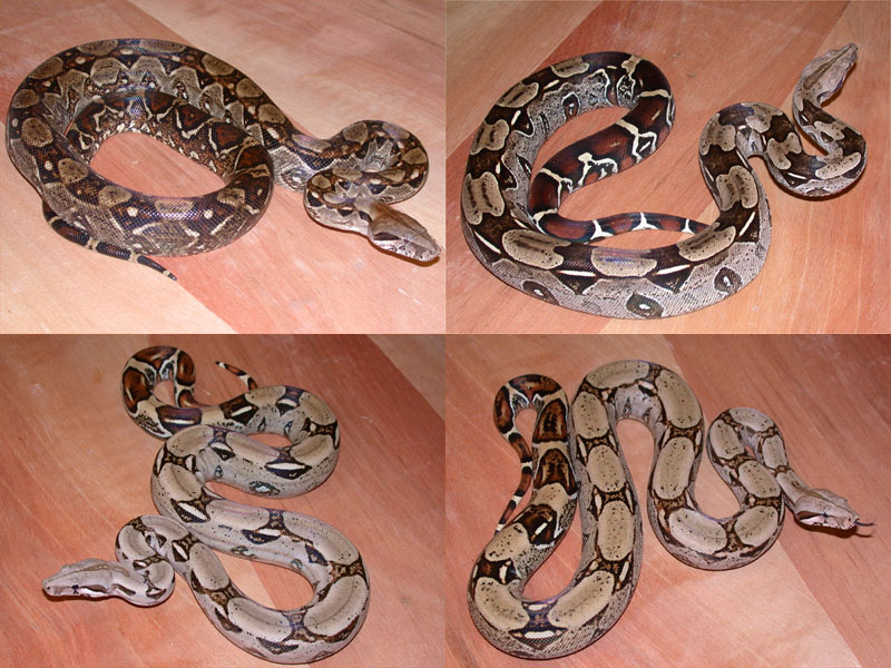 Boa Package