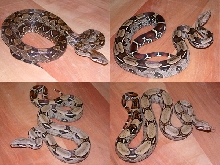 Boa Package