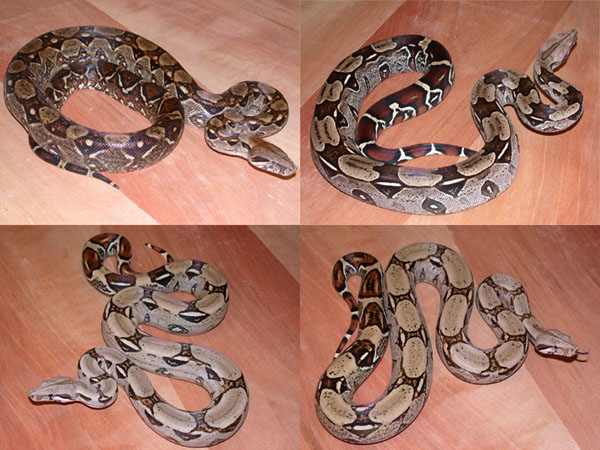 Boa Package