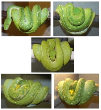 Group of adult GTP's