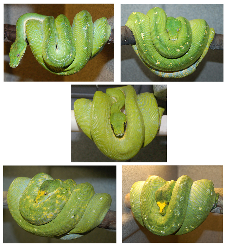 Group of adult GTP's