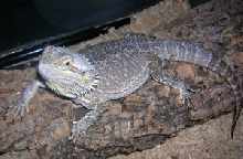 Male Bearded Dragon