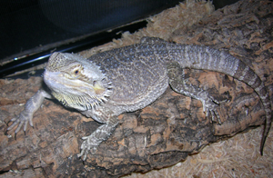 Male Bearded Dragon