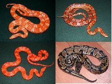 Cornsnakes