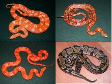Cornsnake Package