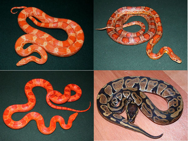 Cornsnake Package