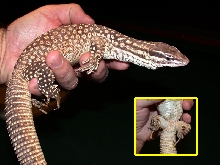 Giant Yellow Ridgetail
