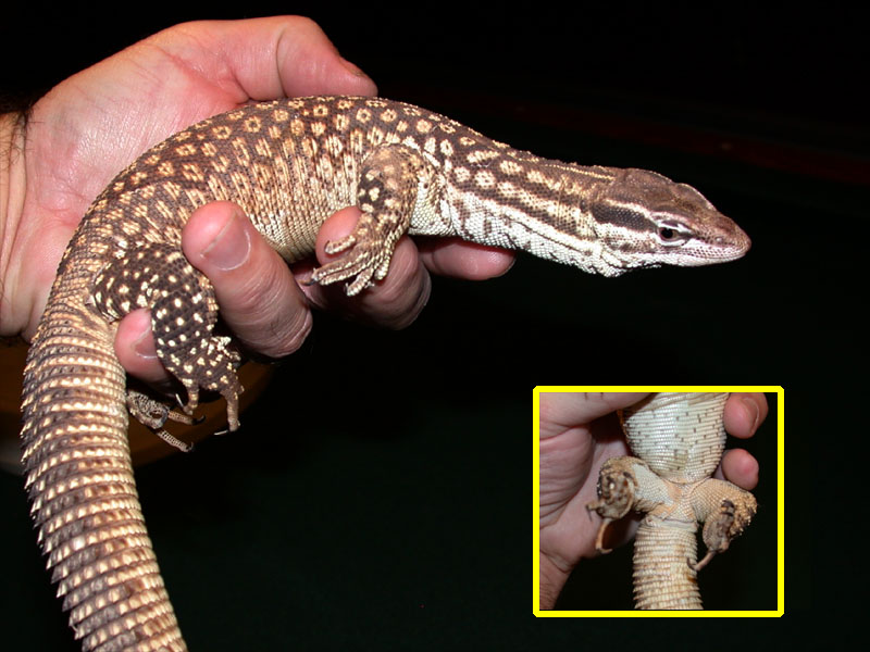 Giant Yellow Ridgetail