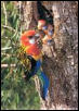 feeding chicks