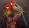 eastern rosellas photo