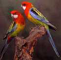 eastern rosellas photo
