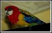 my bird joey
