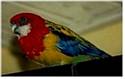 my bird joey