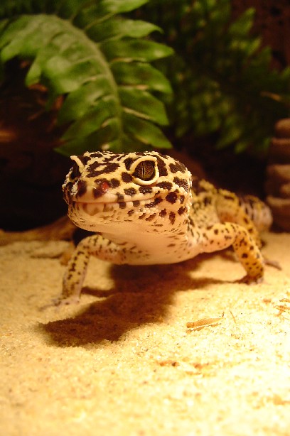 close-up