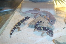 Ice and 2 juvinels!