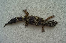 Melanistic ???