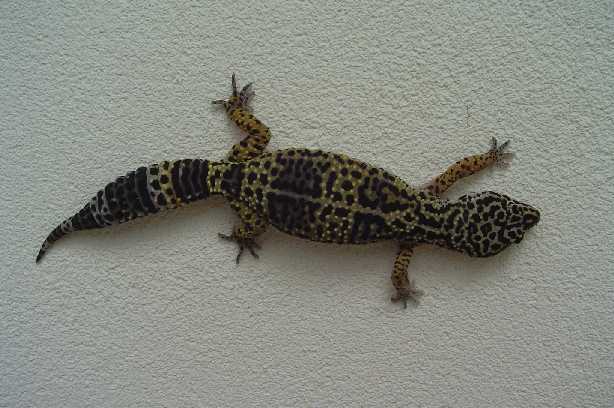 Melanistic ???