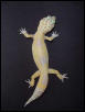 Jip my first albino