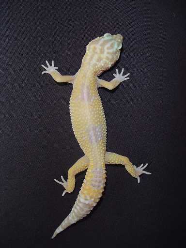 Jip my first albino