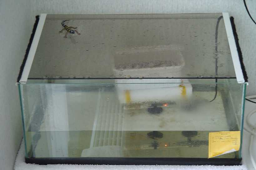 This is were I breed the egs!