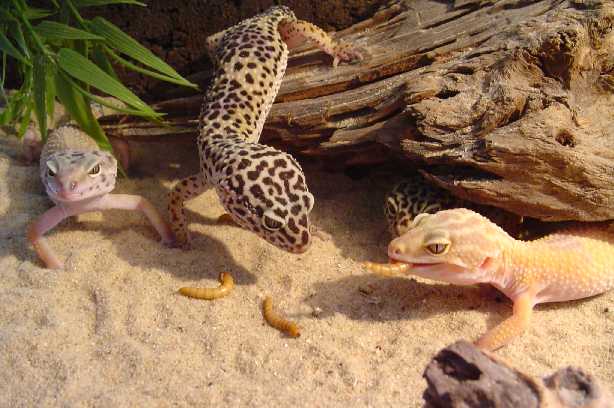 These a some of my geckos!