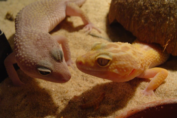 Two beauties!