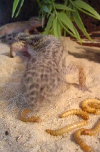 Just taking a bite