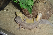 Blizzard and Albino