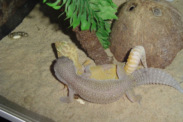 Blizzard and Albino