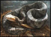 Copperhead