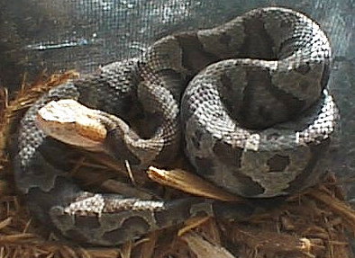 Copperhead