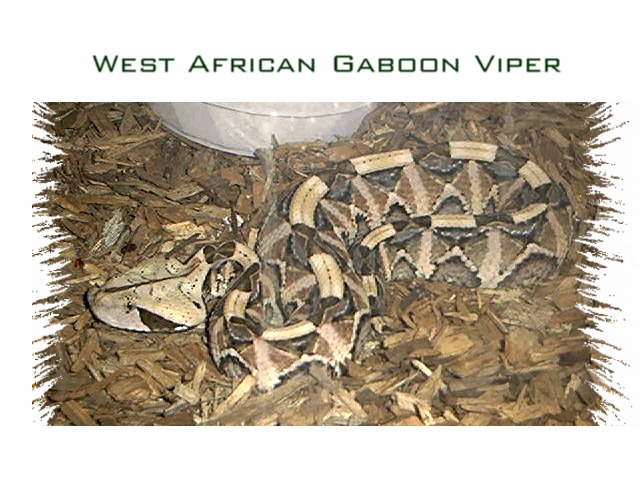 West African Gaboon Viper