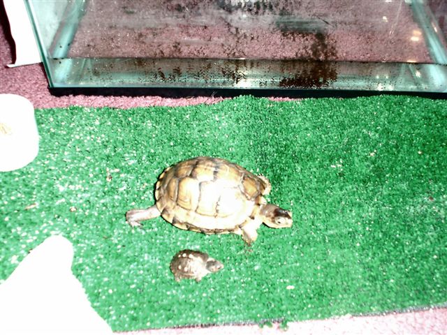 mr. turtle and Jr. (flip)